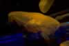 SeaLife-JellyFish11